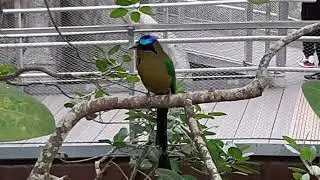 Amazonian Motmot | Bird Paradise Singapore