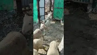 Healthy sheep gate entry ❤ #sheep#sheepfarming#shorts#youtubeshorts #healthysheep #kashmir