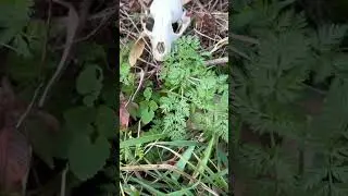 Poison Hemlock&mdash; spring foliage and overwintered stem.