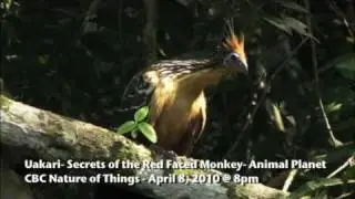 Uakari- Secrets of the Red Faced (English) Monkey