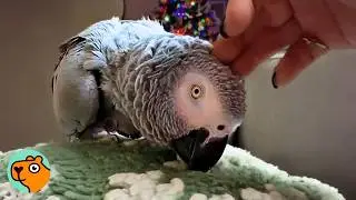 Parrot Can&rsquo;t Stop Whistling For Attention. And It Works Every Time! | Cuddle Buddies