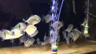 Blue Hook (Black-barred Myleus) & Red Hook Silver Dollar Fish