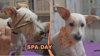 Shave down grooming for a mixed breed dog