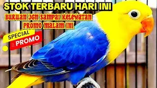 JANGAN SAMPAI LEWATKAN PROMO LOVEBIRD HARI INI
