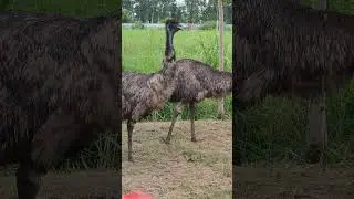 #EMU #birds