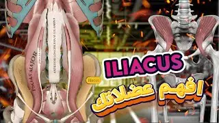 افهم عضلاتك | عضلة Iliacus