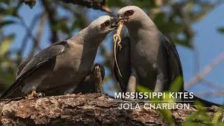 Top 25 Courtship Displays