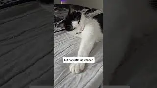 Вы спите со своим питомцем? 🐕🐈 Аудио: catcast_highlights #catlover #petlover #cats #catsofyoutube