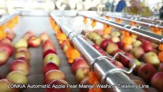 Fruit vegetable Apple cleaning and drying line