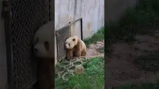 Etiquette Master  Qizai&rsquo;s Graceful Eye Rolling Demo: When Qiaoqiao Gets Too Loud 🐻🐼👀🔇