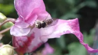 Impatiens glandulifera -  Risal&iacute;sa -   Balsam&iacute;a - Hoverflies - Sveiffluga - Bl&oacute;msveifa - Sumarbl&oacute;m