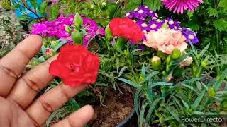 How to grow and care carnation flower plant best cutting tips.
