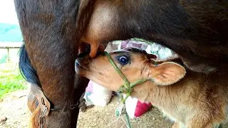 BEZERRAS MAMANDO, TIRANDO LEITE DAS VACAS. FIM DE TARDE NA FAZENDA.