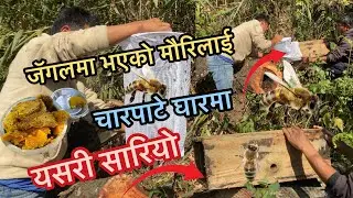 जॅगलमा भएको मौरिलाई चारपाटे घारमा यसरी सारियो मह पनि टन्नै/मौरि पालन