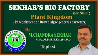 Phaeophyceae or Brown algae general characters Eg: Ectocarpus,Dictyota,Laminaria,Sargassum and Fucus