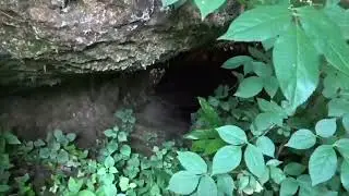 Nesticus cellulanus dans grotte aux araign&eacute;es