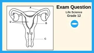 Exam Question | May/June 2023 | Female reproductive System | Life Science grade 12