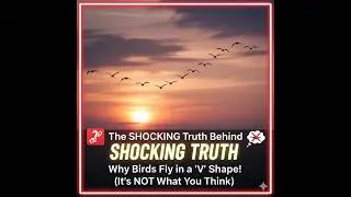 The shocking truth. Why do Birds fly in a V shape?