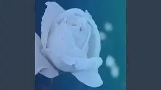 Pure Life