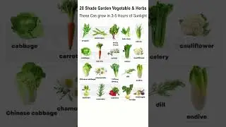 20 Best Vegetables & Herbs for Shade Garden #gardening