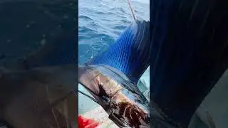 Pez Vela con INCRE&Iacute;BLE COLOR #pesca #fishing #pez #fish #peces #pescado #sailfish  #casting
