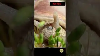 10 Fun Facts About Snails You Didn't Know!