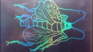 How to draw fly step by step easily //Easy fly drawing //Dhrubasing //Drawing 