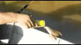Рыба алконавт