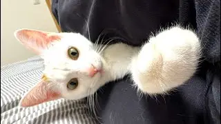 元気が戻ってきたね。手術後の子猫の回復と穏やかな時間