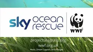 Project Seagrass and the Seeds of Hope - Sky Ocean Rescue, WWF and Swansea University