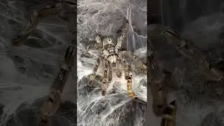 Tarantula feed #reptiles #viralvideo #shortsvideo #feedshorts #tarantula #indonesia #usa #china