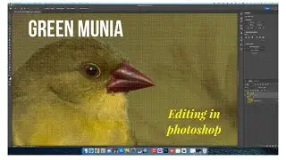 How I edit in photoshop #edit  #photoshop #editing #tutorial #wildlife #birdphotography #learning