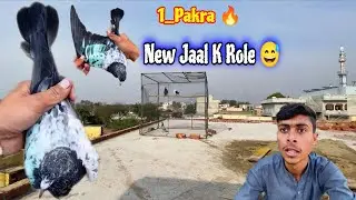 В Нью-Джел поймали ребёнка вора голубей 😃