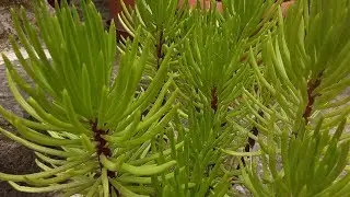 Senecio barbertonicus