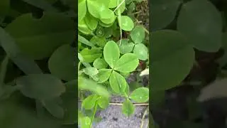 Четырехлистник опять в моей реальности&hellip;#чудесажизни #чудесаприроды #4leafclover #квантоваяреальность