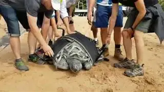 Release of Mabel - Green Turtle