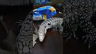 Tegu handling with kpreptiles!‼️💯🔥