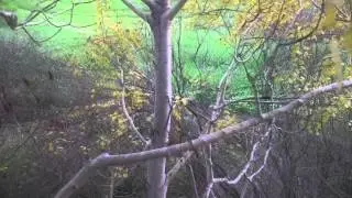 2012 PRODIGY OUTDOOR REFLECTION
