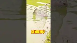 Fishing with Handmade Fish Trap in Village Pond #Shorts