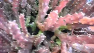 duvalia caespitosa