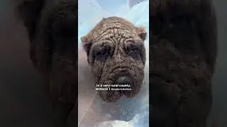 Dumped Neglected Dog Learns To Be A Puppy Again | The Dodo