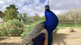 Las Vegas: Floyd Lamb Park at Tule Springs