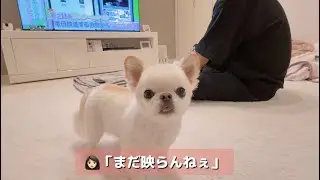 兄犬のテレビ出演をみんなで見たよ👀