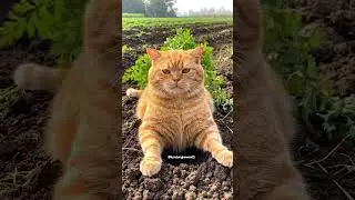 Tanam Kuching #fypシ #kucinglucu #trending #cat #beranda #ai #kucingkampung #kucing #cat