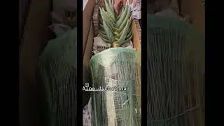 How to ship plants with the pot. #viral #plants #music #garden #tiktok #videos