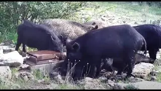 Feral hogs invading Pennsylvania's counties: The threat to local agriculture - Stoker Wieczorek