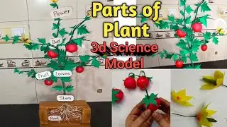 science project / Parts of plant 3D model for science Project / parts of plant project / 3d plant 