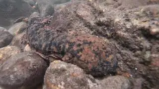 Eastern Hellbender in North Carolina