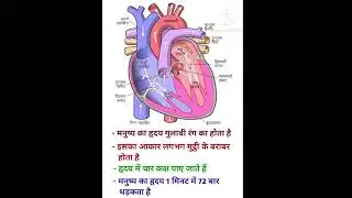 मानव हृदय की संरचना &hearts;️ | Human Heart Structure and Function | biology by Jaihindsir | #science #gs