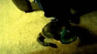 Kitty with a Cone